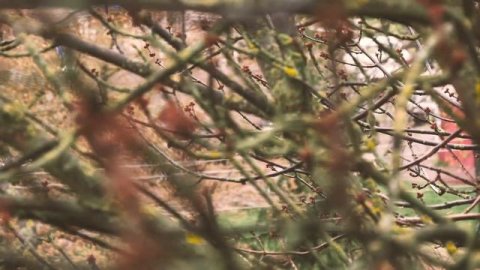 Lumix g7 graded 4K moir test 14-140 mm