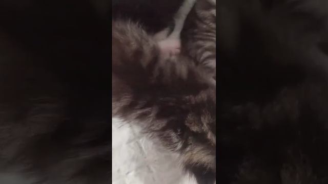 Дизайнерские котята Папа Регдолл,Мама  мачкин +бенгал.