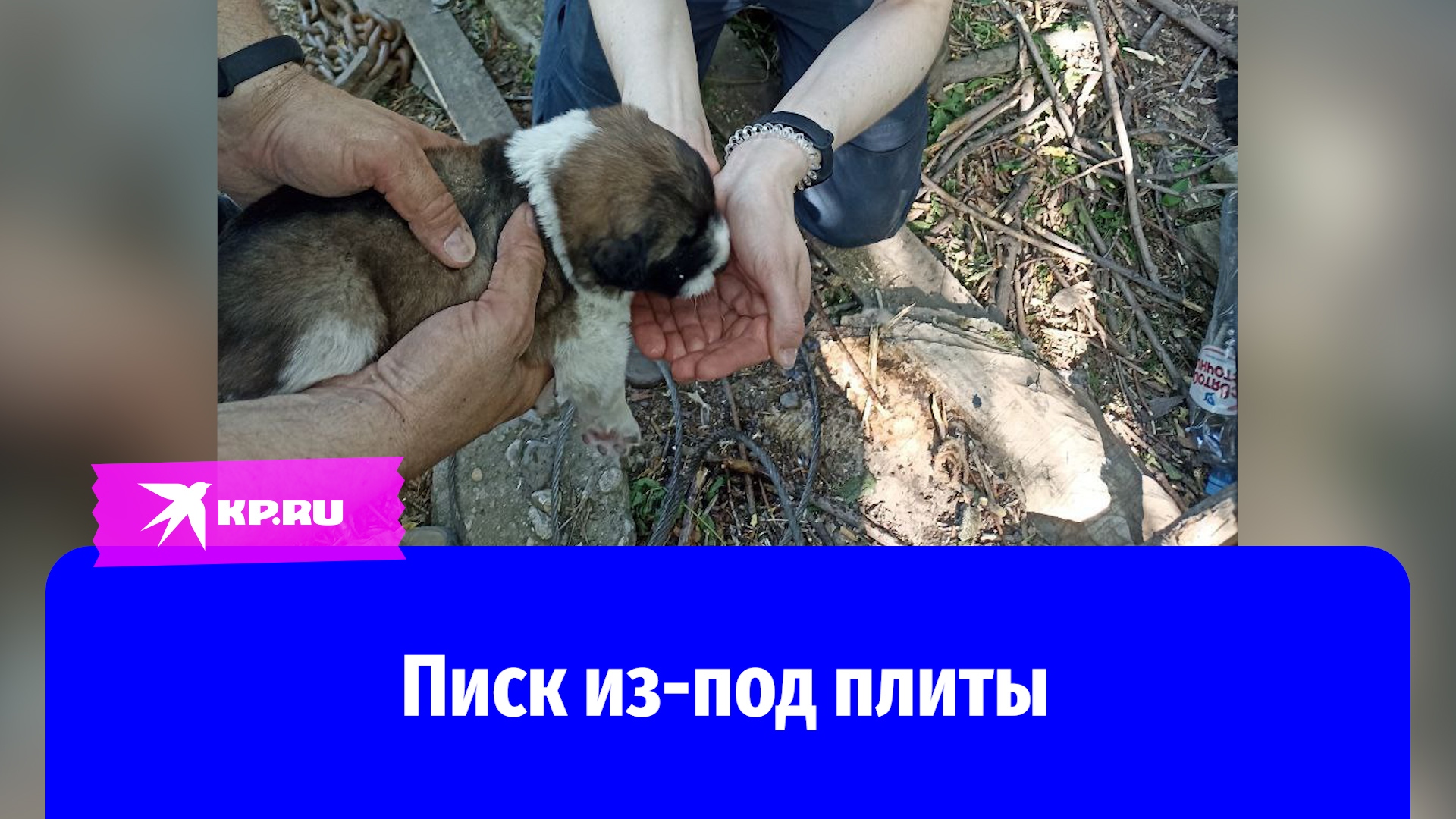 Спасатели достали щенка из подвала под разрушенным гаражом в Москве