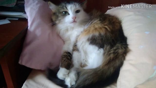 Хеллоуин /говорящая кошка