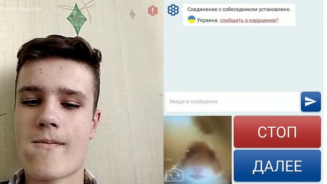 Хомяк смотрит в камеру в чат рулетке
