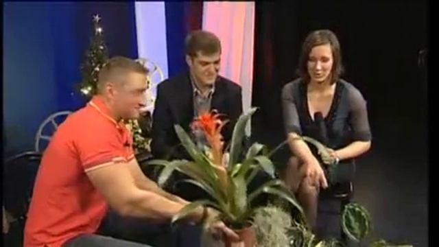Bromélia, tillandsia és páfrányfélék