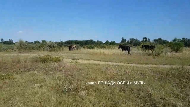 Джек  Лондон "Безумие Джона Харнеда"