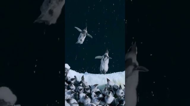 Птенцы императорских пингвинов прыгают с 15 метровой ледяной скалы, чтобы совершить свое первое плав