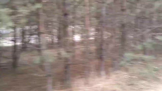 Весенний лес