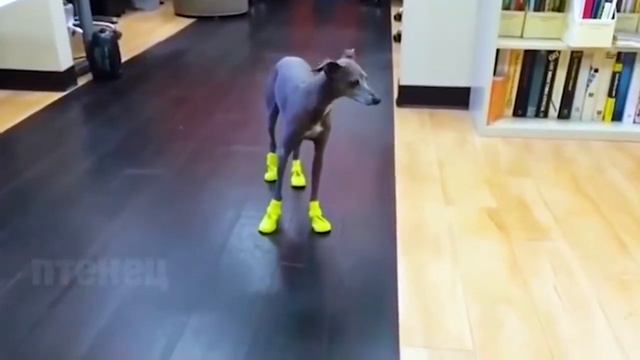 Лучшие Приколы 2017 ОКТЯБРЬ — Костюм коту на хэллоуин Приколы До СЛЁЗ