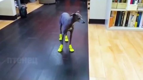 Лучшие Приколы 2017 ОКТЯБРЬ — Костюм коту на хэллоуин Приколы До СЛЁЗ