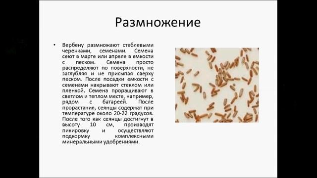 ВЕРБЕНА