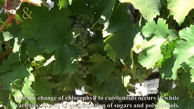 Окрашивание винограда / Veraison of vines