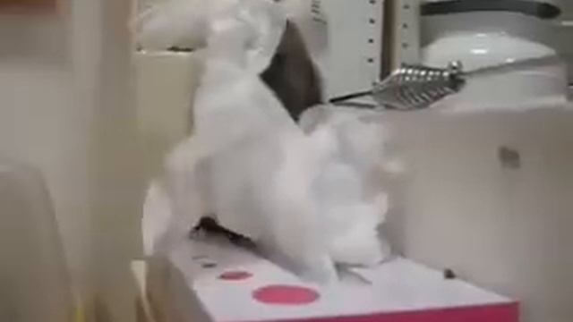 Белка и салфетки