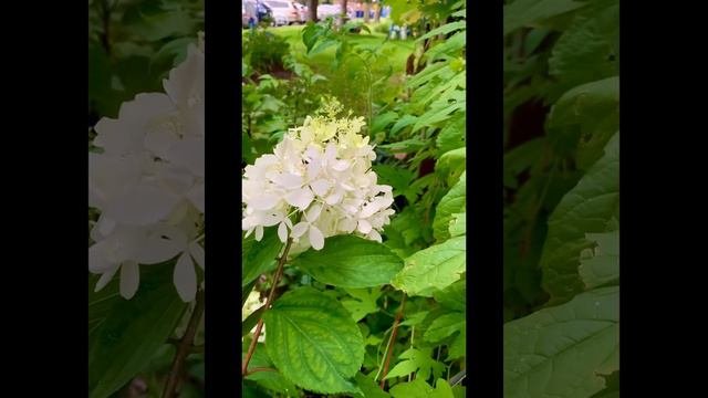 The Hydrangea Flower & The BEE #hydrangea #bee
