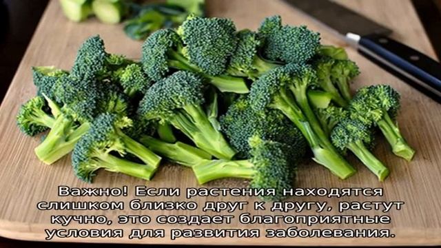 Болезни капусты