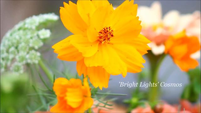 Fresh Flower Arrangement: 'Benary's Giant' Zinnias - Ornamental Cut Flower Gardening