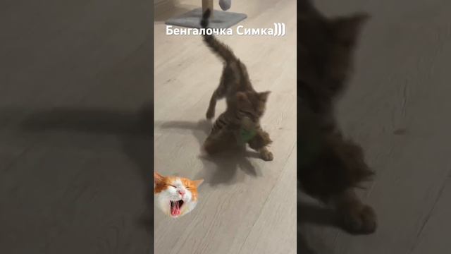 Бенгальский котенок Симка🥳