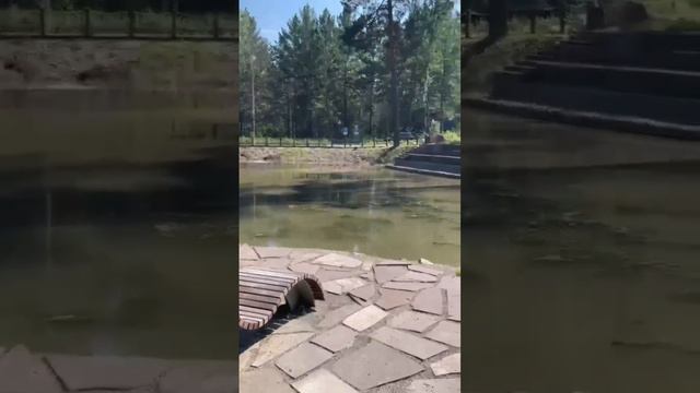 Медвежонок вышел к красноярцам на Серебряниковском пруду у «Гремячей гривы»