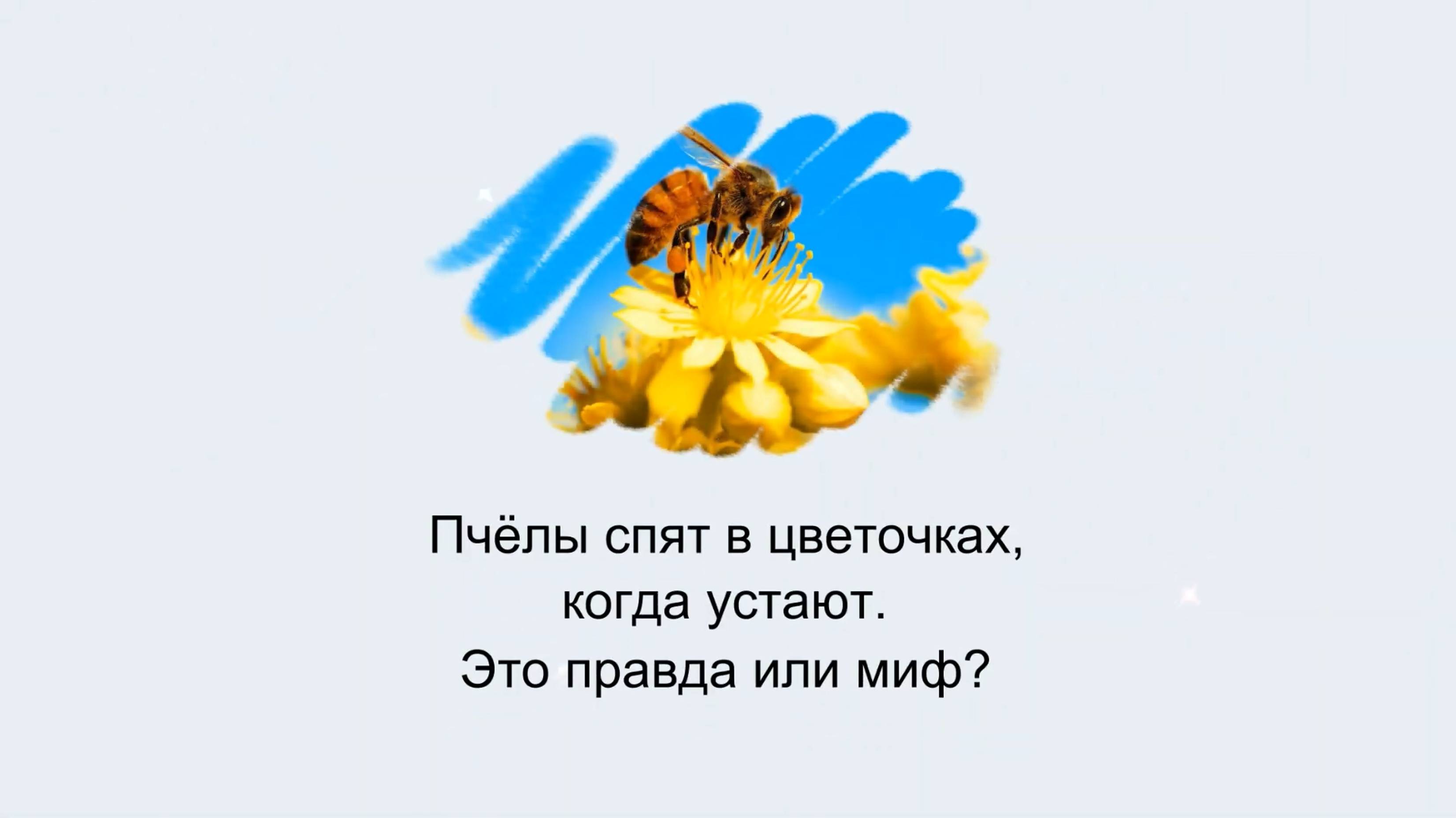 Пчёлы спят в цветочках, когда устают. Это правда или миф?