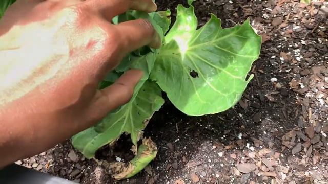 Update #6: Balcony Container Garden and Dollar Store Seeds