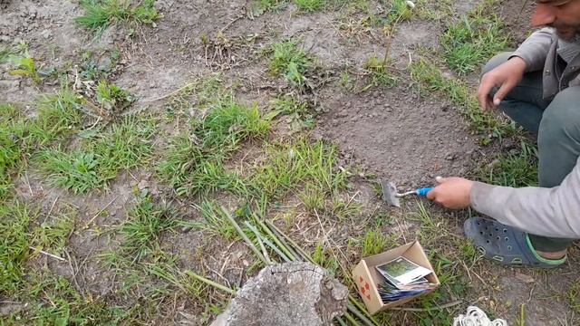 Тархун, лемонграс, чабер, тим'ян. Сіємо насіння у відкритий грунт.