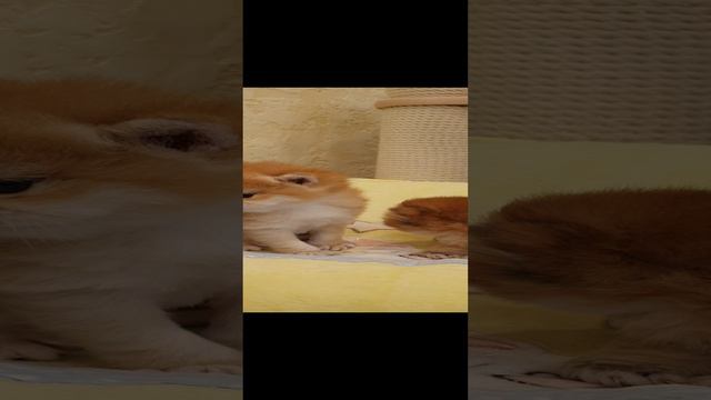 Золотые пупсы