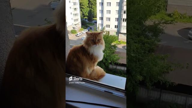 Самый милый кот 🐱