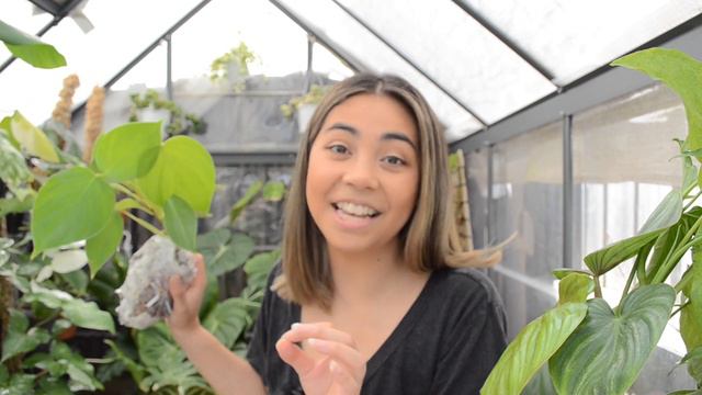 Plant Unboxing & Event Dates | Sam's Greenhouse | Plant Collector Melbourne