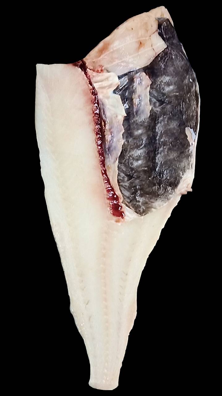 Треска ПБГ (Инспекция), Pacific cod, Gadus macrocephalus (Укинский Лиман)