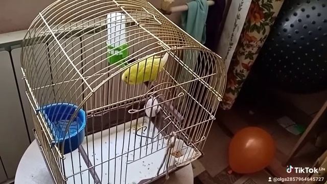 попугай кеша