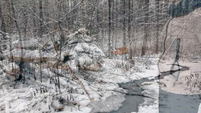 Белки и крысы