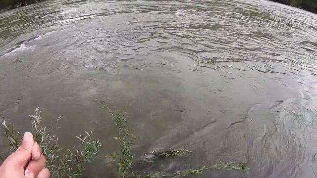 Лайфхак Прикормки  Ловля Підуста на річці Тиса  Карпати  Підуства  Chondrostoma Nasus