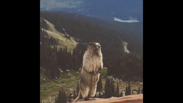 КРИК НОВОРОЖДЕННОГО РУТУБЕРА