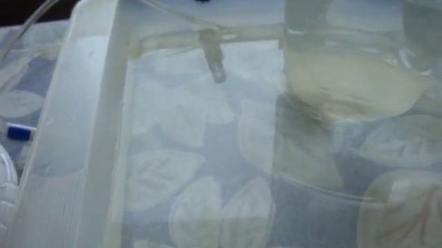 Простая поилка с регулируемым уровнем жидкости или самодельная автопоилка