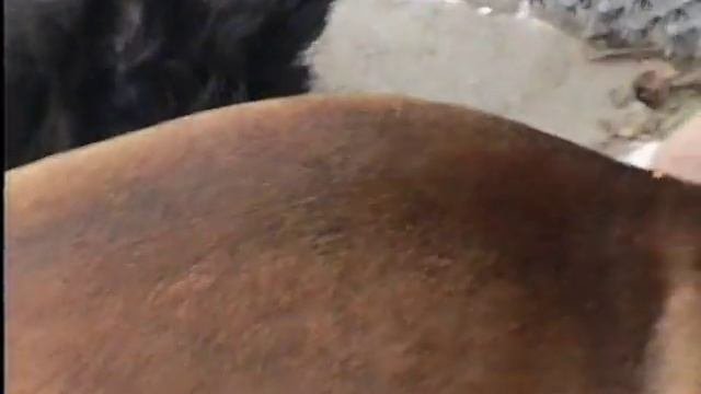 Ёсик и Фима на прогулке