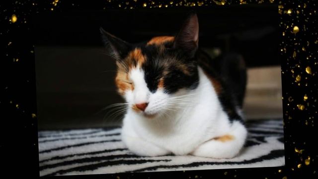 Желая отомстить, бывшая девушка совершила немыслимое, только чудо могло спасти кошку...