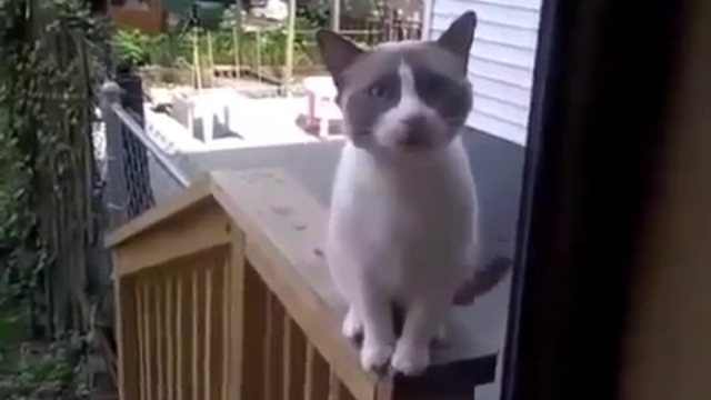 Злой котик ругается на хозяйку)