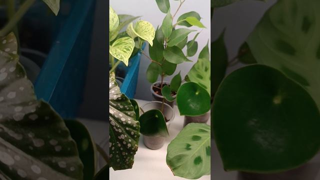 Предложение продаж 🌿🌱🍀обзорный  для прикрепления на Авито. Только Астрахань 💕