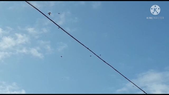 Николаевские голуби Андрюхи Кошевого (заборная Украины)