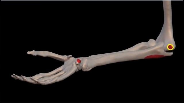 Локтевой сгибатель запястья  Musculus flexor carpi ulnaris