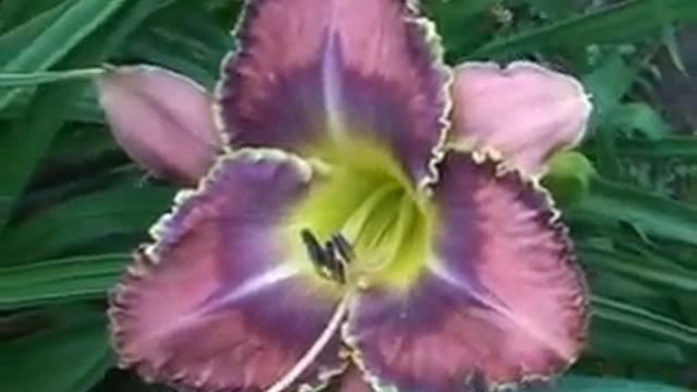 лилейник daylily BLUE GOLD MACAW.mpg