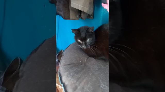 Хозяйка приюта "Рыжий кот" немного о своих кошках