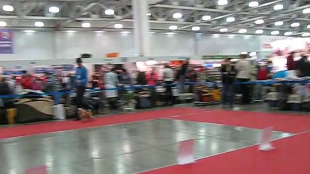 Выставка России 2015 - тои