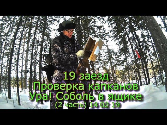 19 заезд Проверка капканов Ура! Соболь в ящике (2 часть) 14 02 19