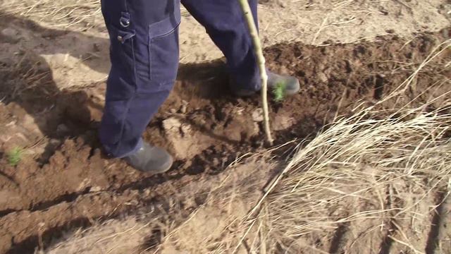 В лесах Воронежской области пройдёт... инвентаризация