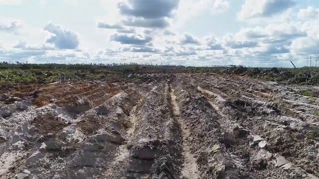 В Орехово Зуевском городском округе прошла масштабная акция по посадке леса