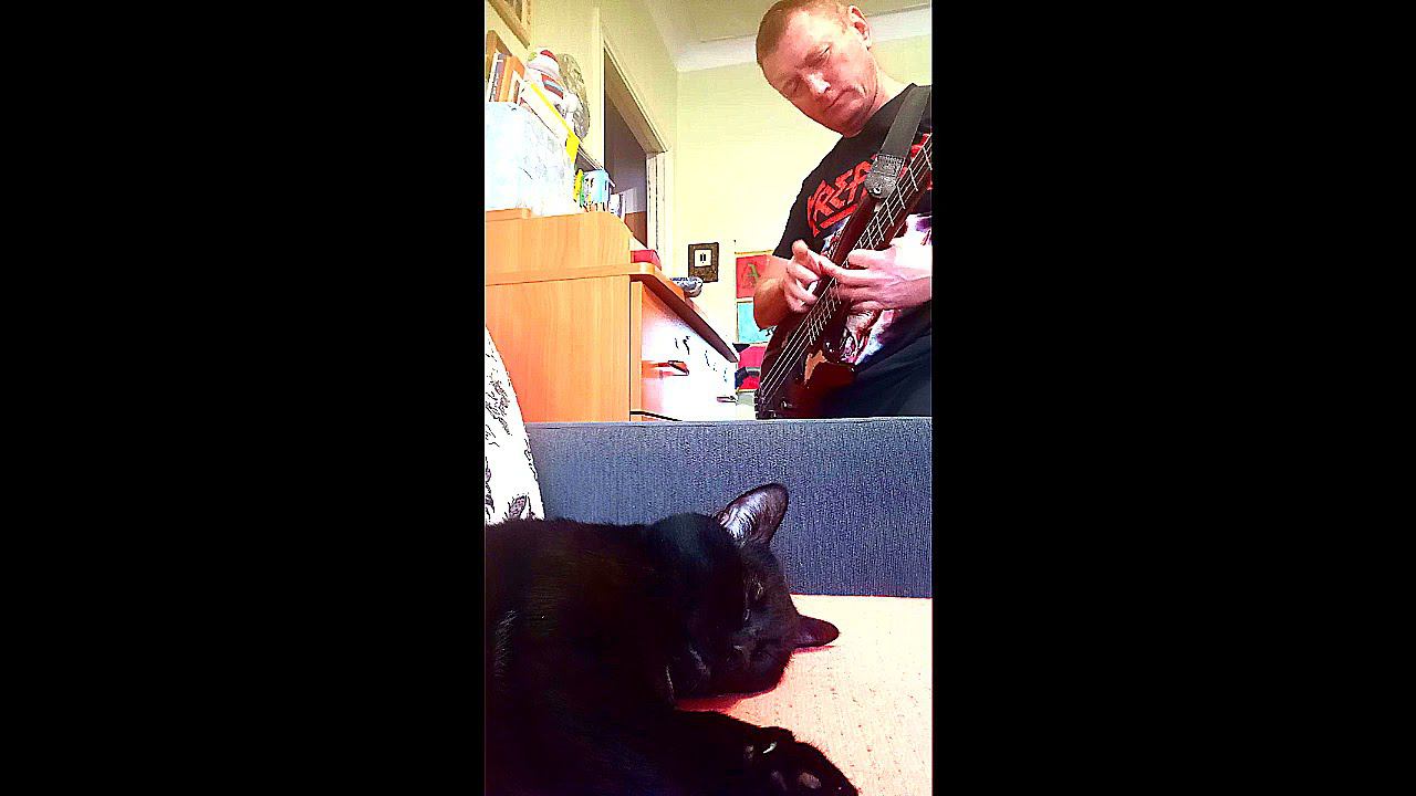 Black Cat Bass Tapping #shorts #bass #bassguitar #tapping #cat #бас #басгитара #тэппинг #кот