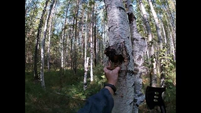 Заработок на дикороссах.Собираем чагу.
