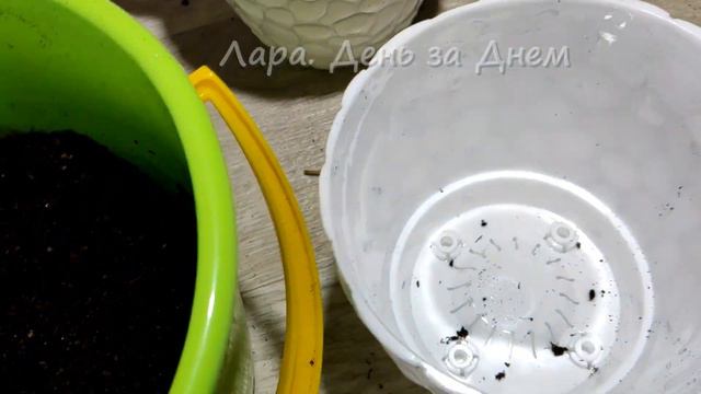 ГОРТЕНЗИИ ИЗ СВЕТОФОРА.КАК СОХРАНЯЮ ДО ВЫСАДКИ В ГРУНТ