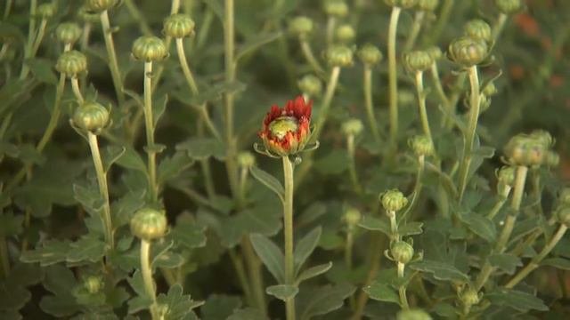 Fall Mums - Southern Gardening TV - October 16, 2013