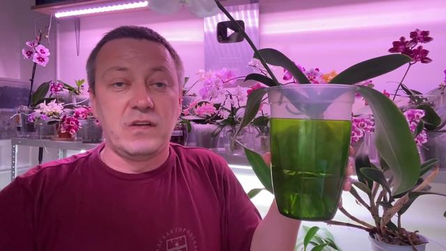 главный ВРАГ ОРХИДЕЙ в Ютубе - Георгий Горячевский или как угробить свои орхидеи!
