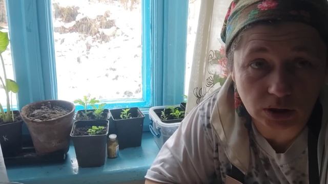 горохове пюре за пів години і яка капуста в харчові плівці