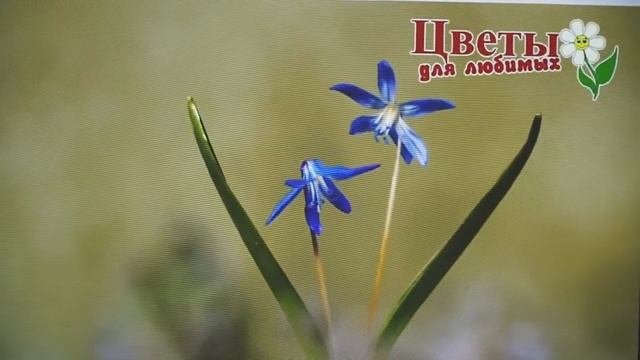 Курс для школьников Основы видеомонтажа  в учебном центре  Гелиос-С.   Кострома